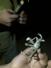 Ocypode occidentalis