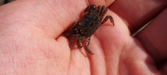 Hemigrapsus oregonensis
