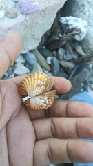 Cardites crassicostatus