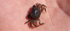 Hemigrapsus oregonensis