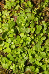 Veronica serpyllifolia
