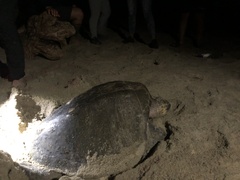 Lepidochelys olivacea