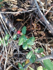 Vaccinium vitis-idaea