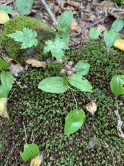Maianthemum canadense