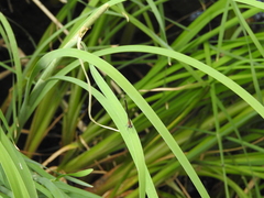Calopteryx haemorrhoidalis