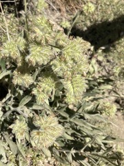 Phacelia
