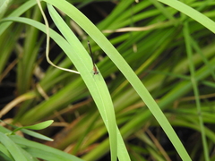 Calopteryx haemorrhoidalis