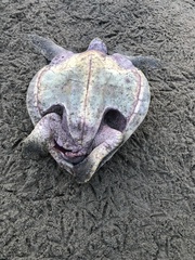 Lepidochelys olivacea