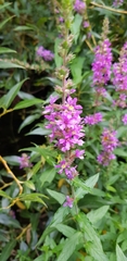 Lythrum salicaria