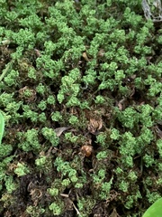 Tortella tortuosa