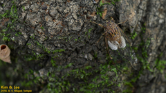 Leptosemia takanonis
