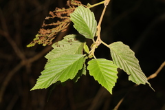 Alnus incana