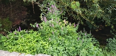 Lythrum salicaria