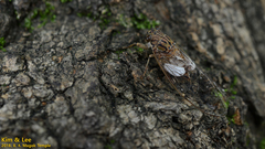 Leptosemia takanonis