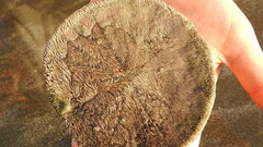 Dendraster excentricus