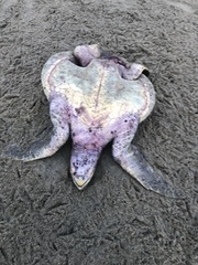 Lepidochelys olivacea