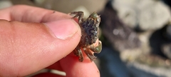 Hemigrapsus oregonensis