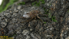 Leptosemia takanonis