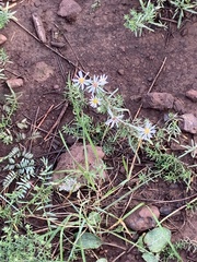 Symphyotrichum falcatum