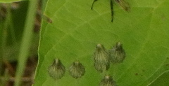 Insecta