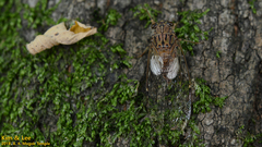 Leptosemia takanonis