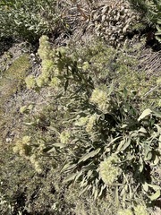 Phacelia