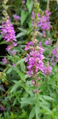 Lythrum salicaria