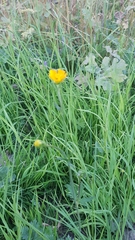 Ranunculus acris