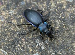 Carabus violaceus