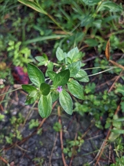 Cuphea carthagenensis