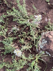 Symphyotrichum falcatum