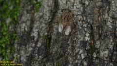 Leptosemia takanonis