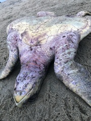 Lepidochelys olivacea