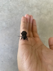 Hemiphileurus illatus