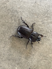 Hemiphileurus illatus