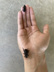 Hemiphileurus illatus