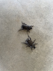 Hemiphileurus illatus