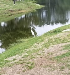 Ardea alba