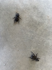 Hemiphileurus illatus