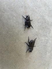 Hemiphileurus illatus