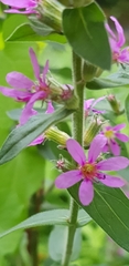 Lythrum salicaria