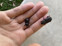 Hemiphileurus illatus