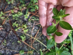 Cuphea carthagenensis