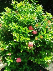 Ixora coccinea