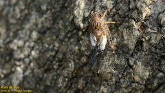 Leptosemia takanonis