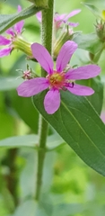 Lythrum salicaria