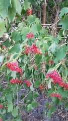 Viburnum opulus