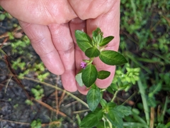 Cuphea carthagenensis