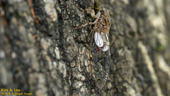 Leptosemia takanonis