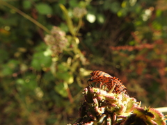 Graphosoma italicum italicum